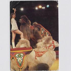 Календарь карманный, СССР, Цирк, Любовь Федотова, артист, верблюд, животные, арена, 1984 год